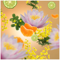 Maison Berger Aroma D-Stress